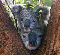 Image result for Australia