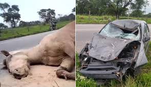 Carro atropela e mata cavalo no Almerinda Chaves