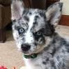 Story image for Best Pet Supplies Dog Supplies Dog Apparel For Sale from New Jersey 101.5 FM Radio