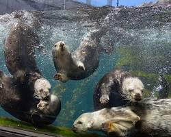 Image of Monterey Bay Aquarium in Seaside California