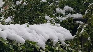 Image result for IARNA PESTE POMII INFLORITI