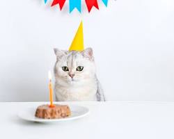 cat with a birthday cakeの画像