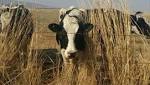 #VredeDairy: 'Oakbay Investments beneficiary dirty