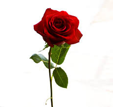 Resultado de imagen de rosa flor