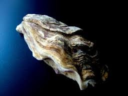 Resultado de imagem para ostra do mar
