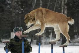 How to adopt a retired police dog