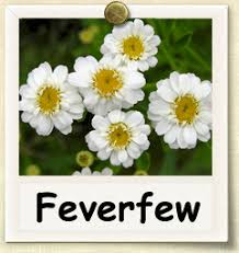 Image result for feverfew