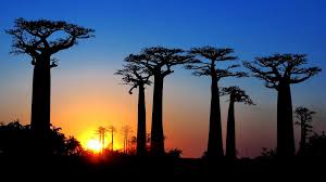 Image result for baobabs