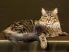 Royal Canin Maine Coon - Croquettes pour chat - zooplus