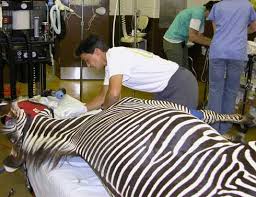 Résultat de recherche d'images pour "domesticated zebra"