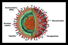 Resultado de imagem para virus estrutura