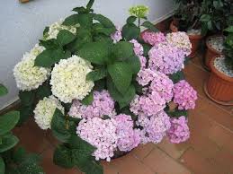 Resultado de imagen de hortensias blancas