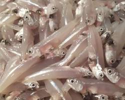 Gambar Ikan teri segar