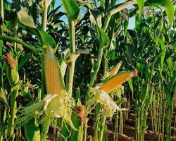 Image of Maize (Corn) nigeria