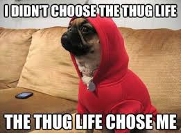 Image result for Animal Meme