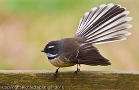 Image result for Fantail bird
