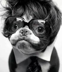 Resultado de imagem para hipster dog