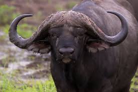 Image result for cape buffalo