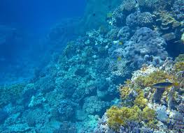 Image result for organisms and their environment