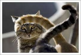 Bildresultat för katt utan svans bild