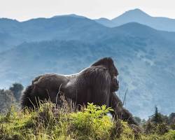 Volcanoes National Park, Rwanda