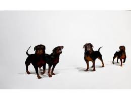 Résultat de recherche d'images pour "Biljana Djurdjevic art"