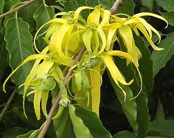 YLANG YLANG ile ilgili görsel sonucu