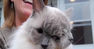 Bildergebnis für janus cat