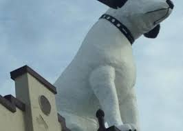 Image result for nipper albany