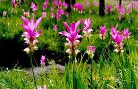 Картинки по запросу куркума фото