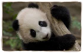 Image result for pictures of pandas