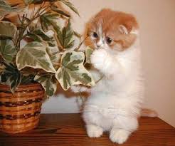 Résultat de recherche d'images pour "chaton drole"