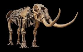 MAMMUT AMERICANUM - VOI RĂNG MẤU Voi răng mấu là các thành viên của chi tuyệt chủng Mammut của bộ Proboscidea và tạo thành họ Mammutidae. Chúng tương tự, nhưng khác biệt