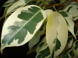 Image result for ficus benjamina