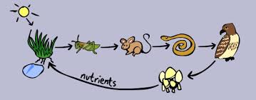 Image result for food chain