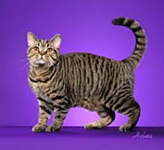 Bildresultat för mackerel tabby longhair