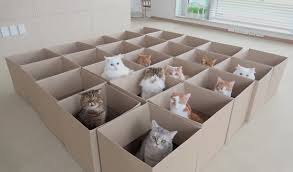 Kittisaurus Fans | Facebook