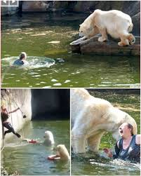 Polar bear attacks 32-year-old woman who jumped into polar ...
