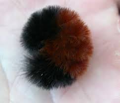 Image result for wooly bears