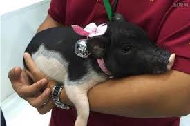 Resultado de imagen para imagenes de pet pigs
