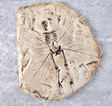 Fossilized Fairy | TikTok