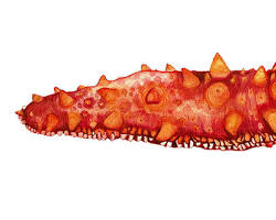 صورة Red sea cucumber