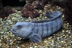 Atlantic Wolffish Oceana