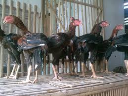 Hasil gambar untuk ayam bangkok
