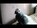 Pictures of 2 parrots talking voiceovers atlanta <?=substr(md5('https://encrypted-tbn1.gstatic.com/images?q=tbn:ANd9GcQn5zDJWkkzG76QU0Q1s4s8QfQ6fqxs9XjKhNoV9A8X_x18UWTv6DVrXSg'), 0, 7); ?>