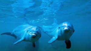 Acusan con video abandono de delfines en Ventura Park; Profepa ya respondió