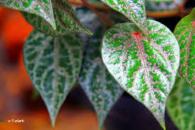 Image result for daun sirih MERAH