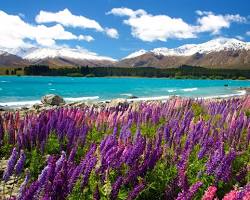 Hình ảnh về Hồ Tekapo, New Zealand