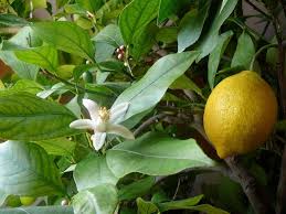 lemon flower ile ilgili görsel sonucu