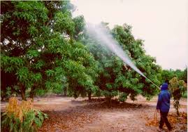 foliar feeding ile ilgili görsel sonucu